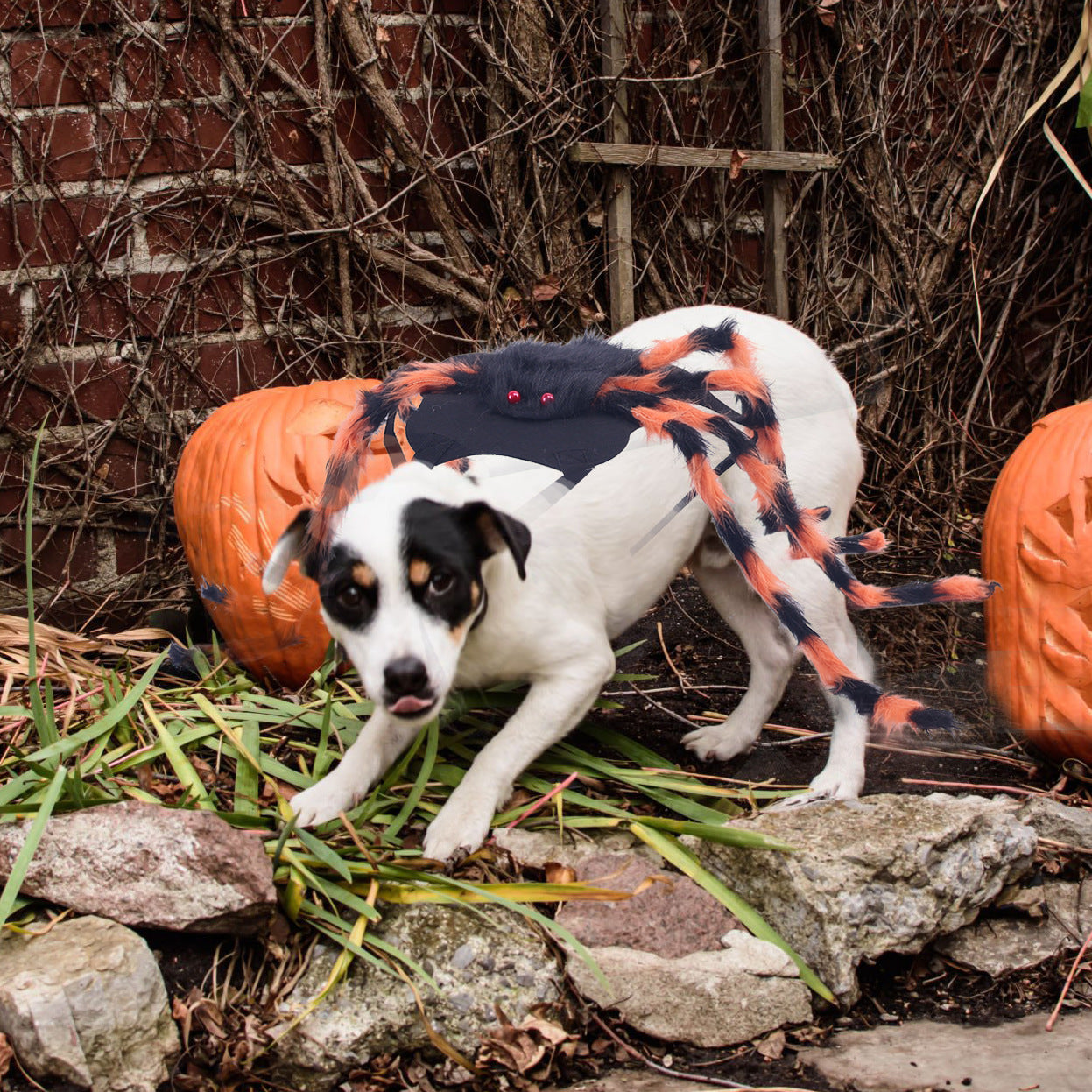 🎃 Maak van Je Huisdier de Ster van Halloween! 🕷️ Spinnen Kostuum voor Honden & Katten